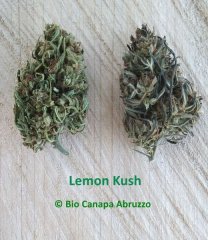 Lemon Kush Canapa