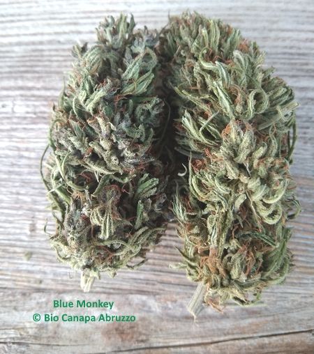 Blue Monkey Canapa - Clicca l'immagine per chiudere
